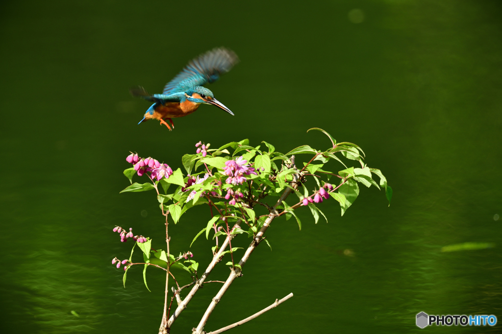 紅ウツギとカワセミ