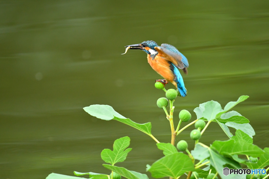 イチジクとカワセミ