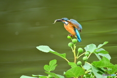 イチジクとカワセミ