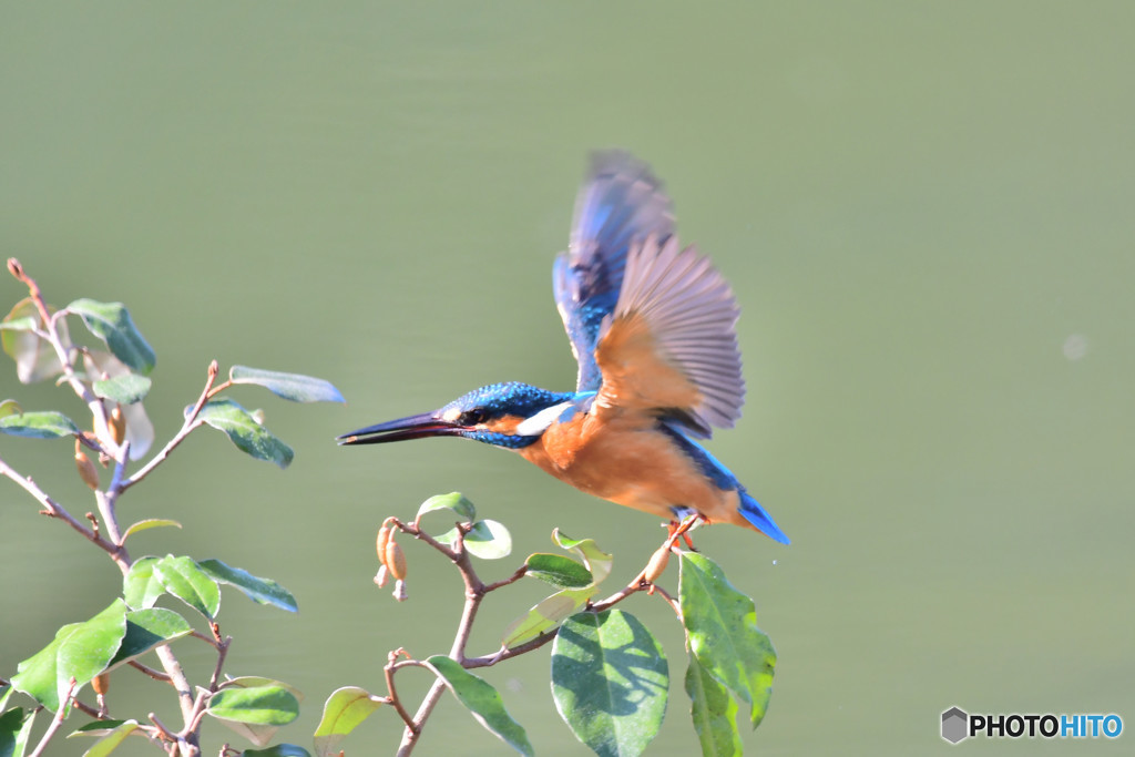 グミとカワセミ
