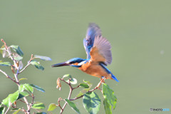 グミとカワセミ