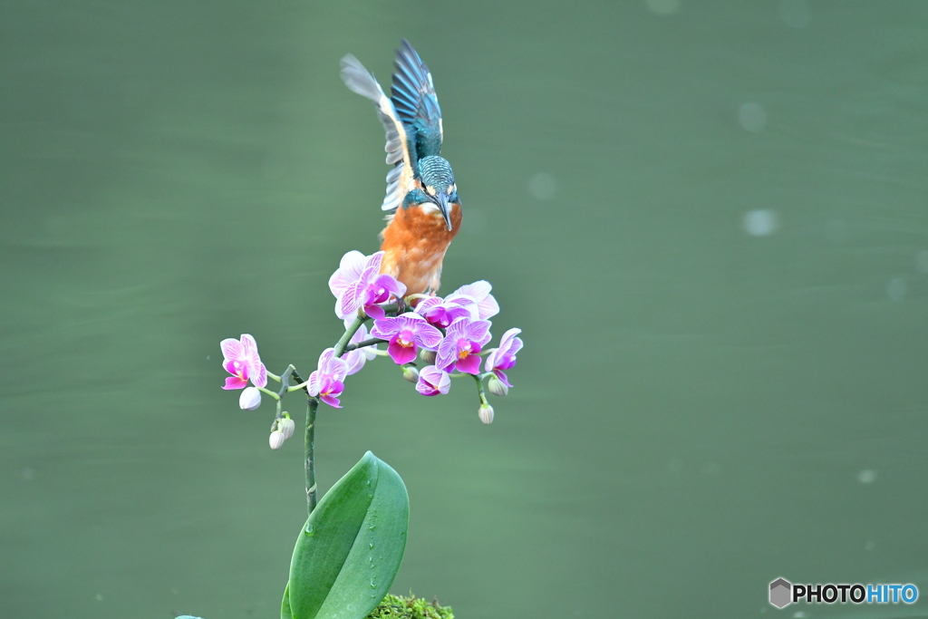 胡蝶蘭とカワセミ