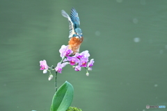 胡蝶蘭とカワセミ