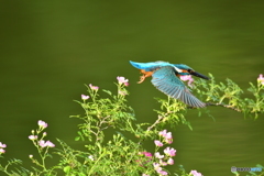 野バラとカワセミ