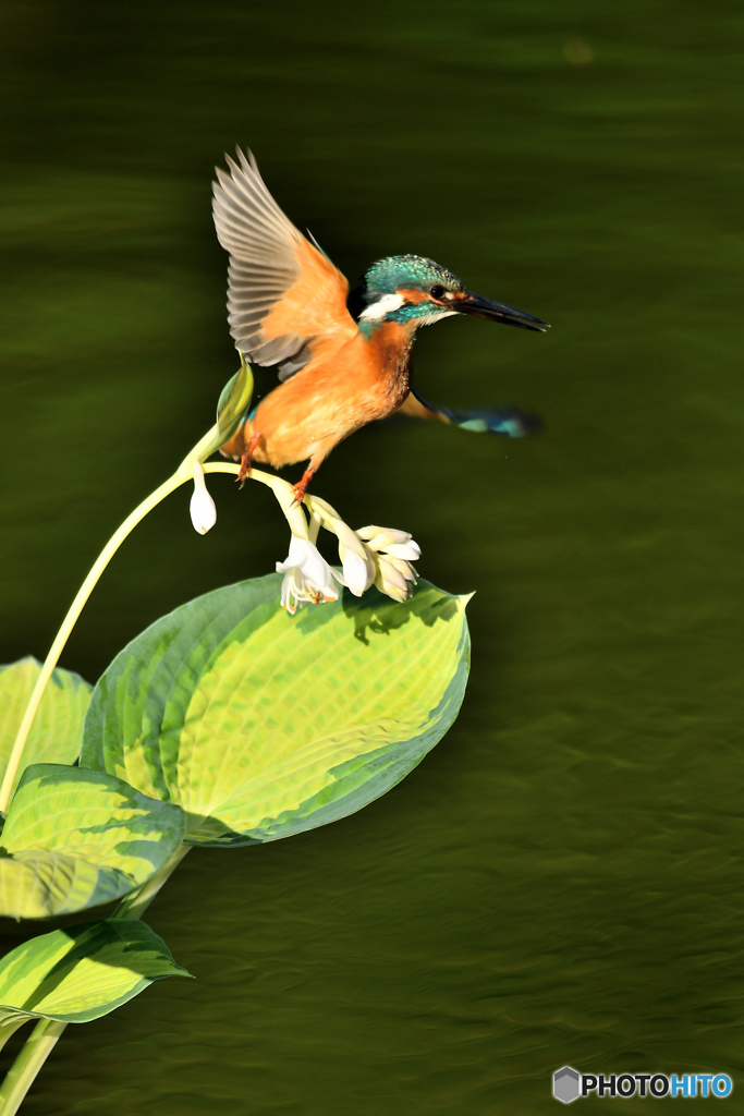 ギボシとカワセミ