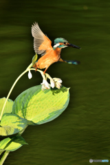 ギボシとカワセミ