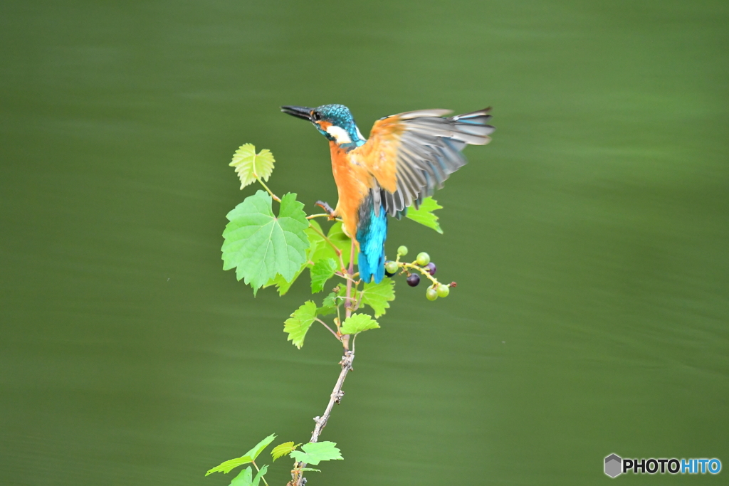 山ブドウとカワセミ