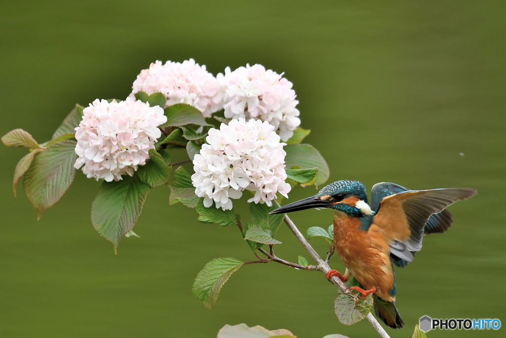 オオデマリとカワセミ