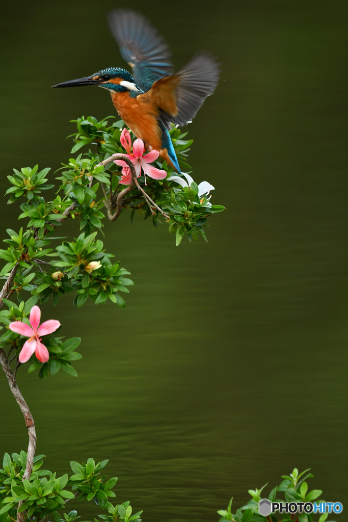 サツキとカワセミ