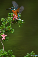 サツキとカワセミ