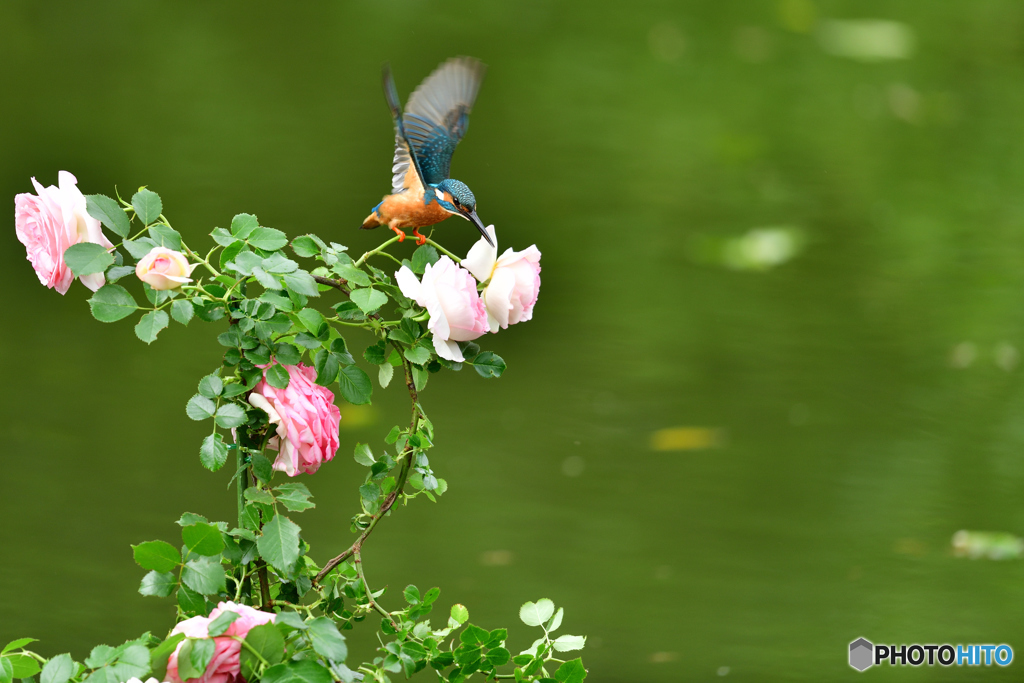 バラとカワセミ