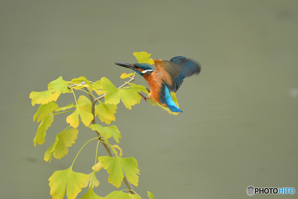 銀杏とカワセミ