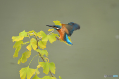 銀杏とカワセミ