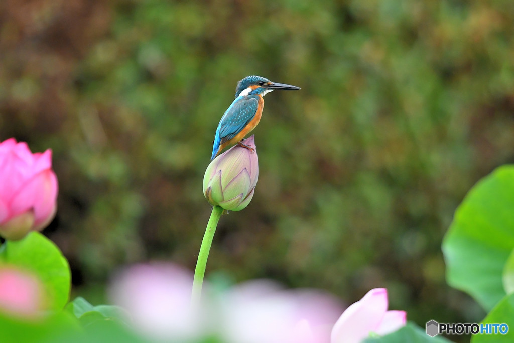 ハスとカワセミ