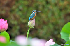 ハスとカワセミ