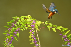 紫式部とカワセミ