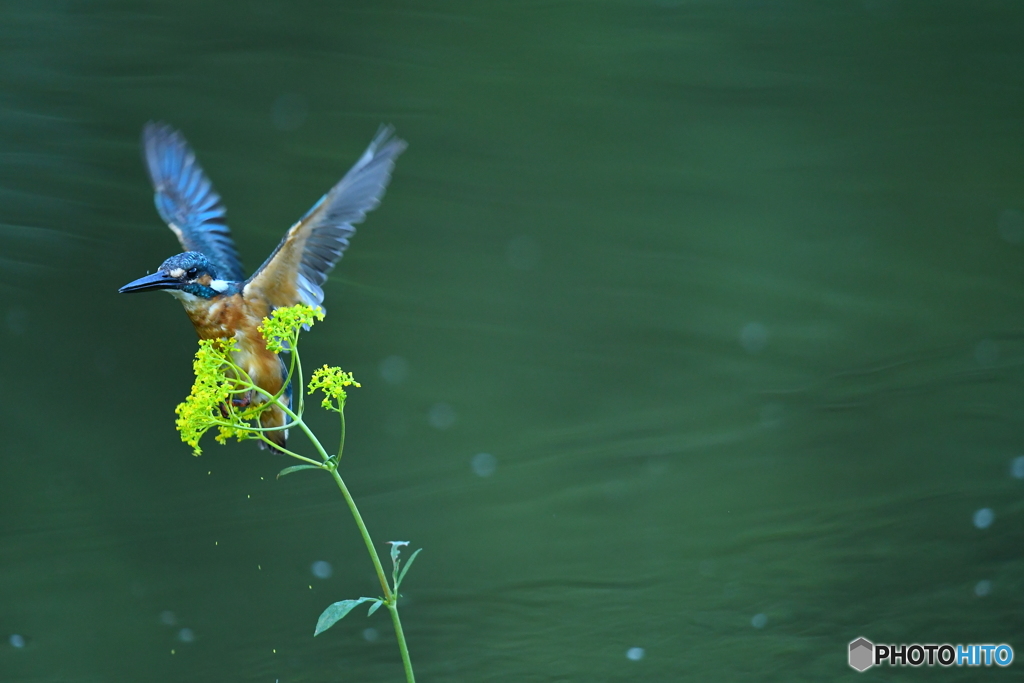 オミナエシとカワセミ