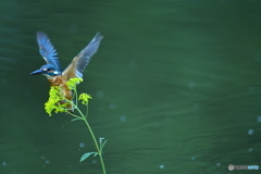 オミナエシとカワセミ