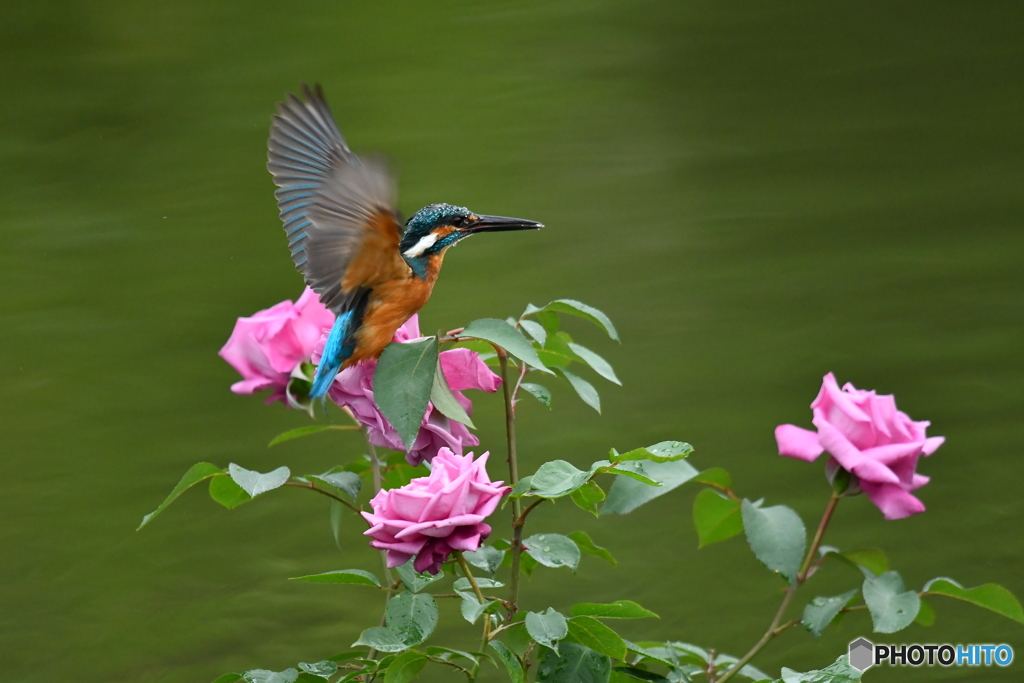 バラとカワセミ