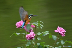 バラとカワセミ