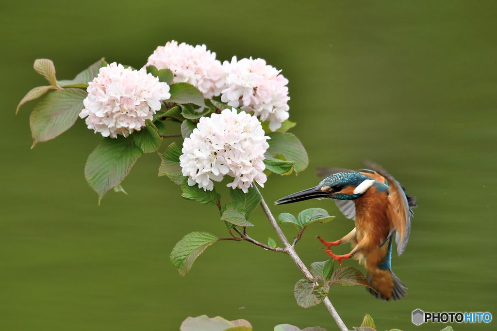 オオデマリとカワセミ