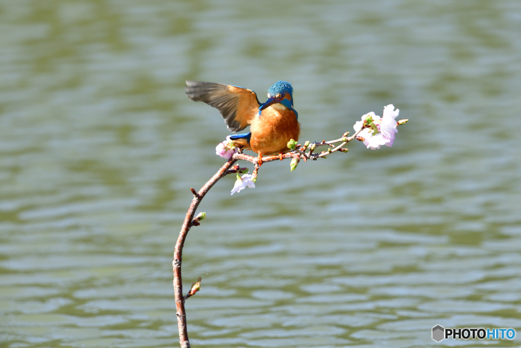 桜とカワセミ