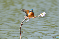 桜とカワセミ