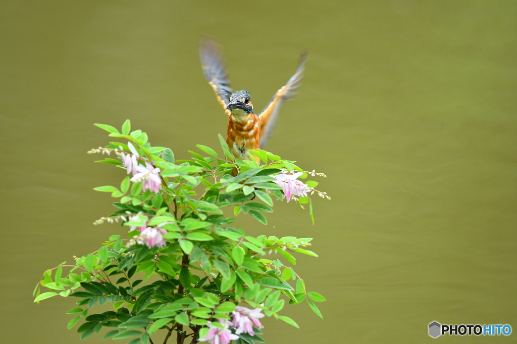 庭フジとカワセミ