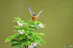 庭フジとカワセミ