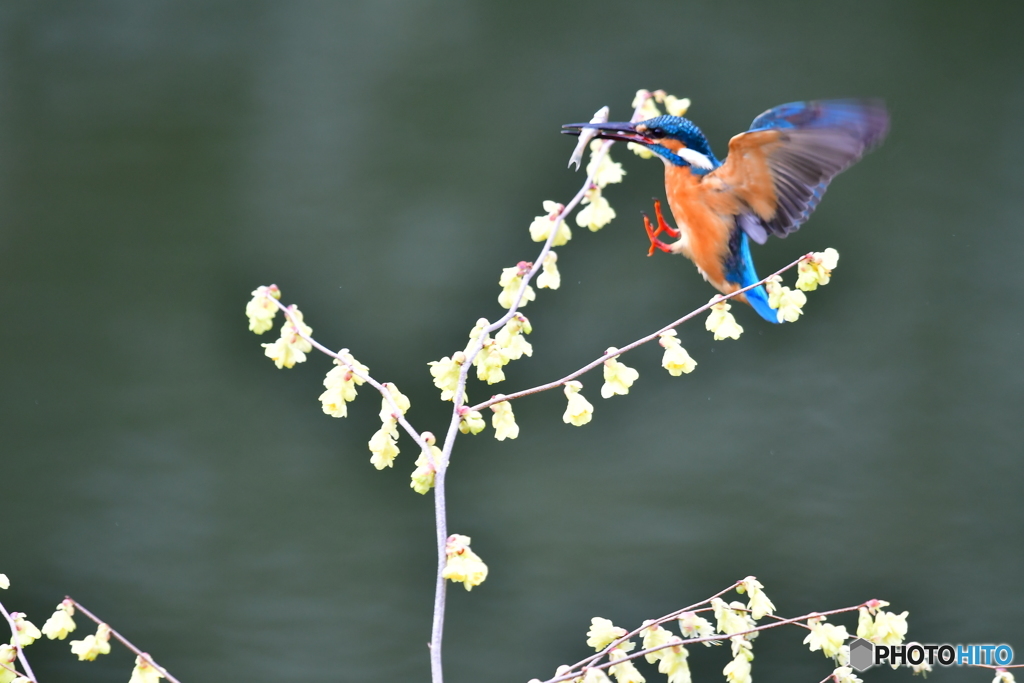 日向ミズキとカワセミ