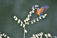 日向ミズキとカワセミ