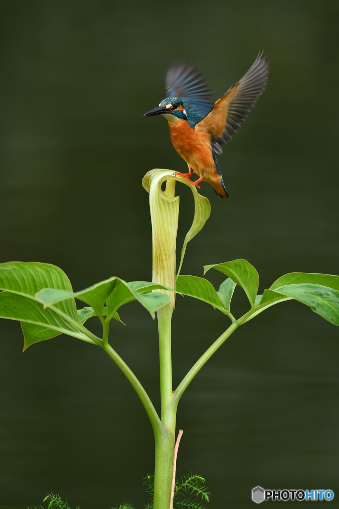 マムシグサとカワセミ