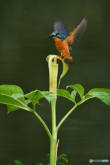 マムシグサとカワセミ