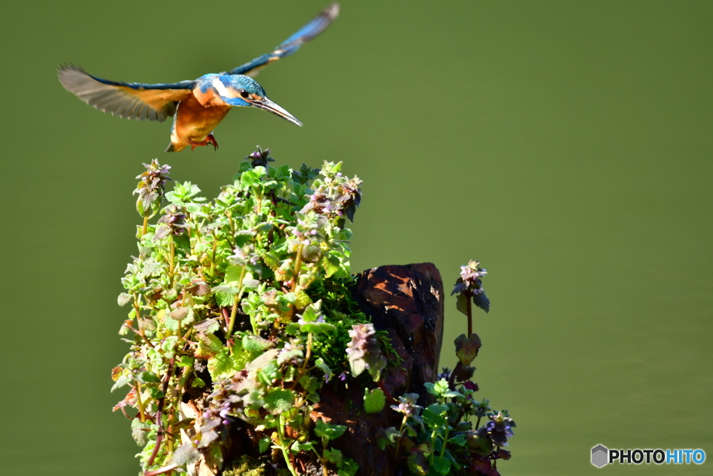 姫踊り子草とカワセミ