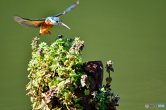 姫踊り子草とカワセミ