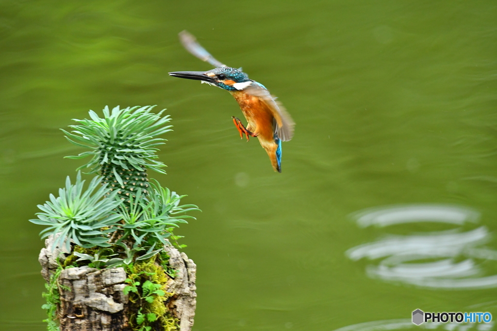 ソテツキリンとカワセミ