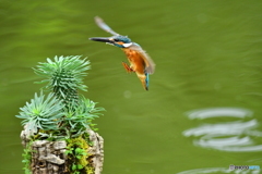 ソテツキリンとカワセミ