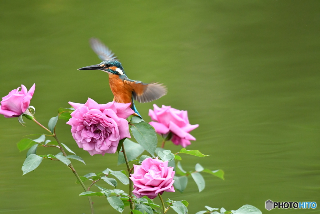 バラとカワセミ