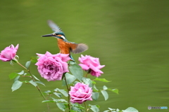 バラとカワセミ