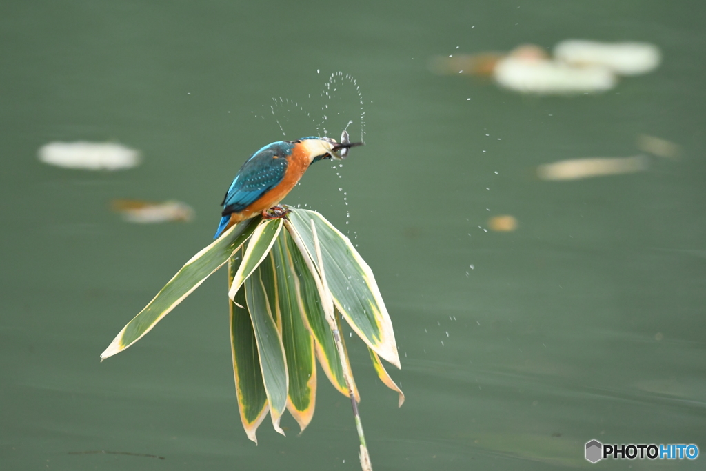 クマザサとカワセミ