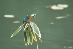 クマザサとカワセミ