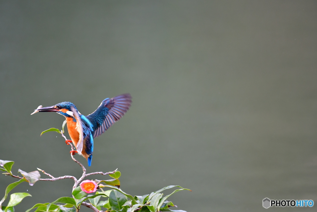 お茶の木とカワセミ