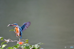 お茶の木とカワセミ