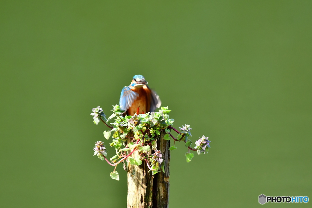 姫踊子草とカワセミ