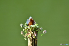 姫踊子草とカワセミ