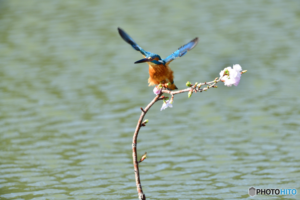 桜とカワセミ