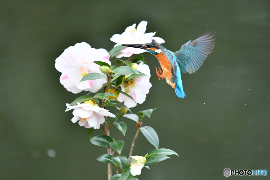 五色ツバキとカワセミ