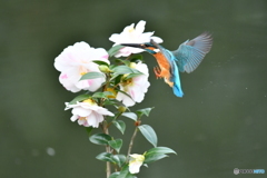 五色ツバキとカワセミ