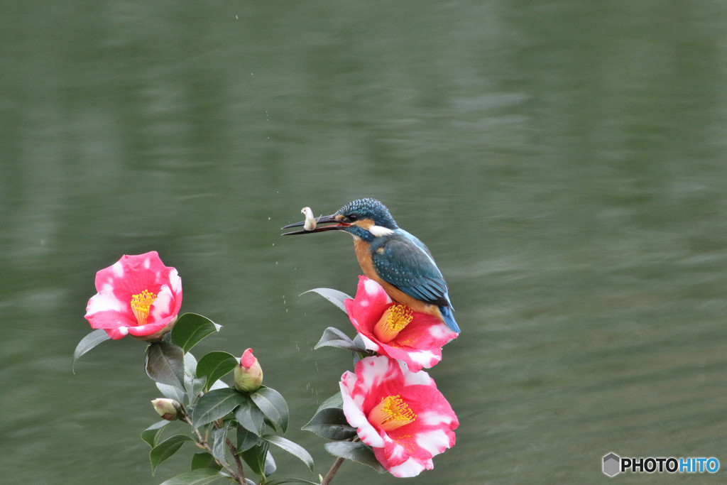 糊こぼし椿とカワセミ