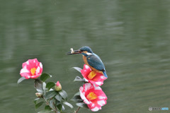 糊こぼし椿とカワセミ